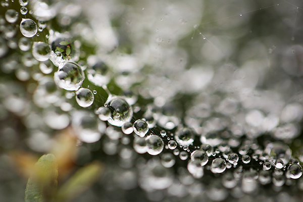 macro image of water droplets by Agheal Abedzadeh