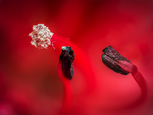 macro image of red wildflower's stamen and pistil