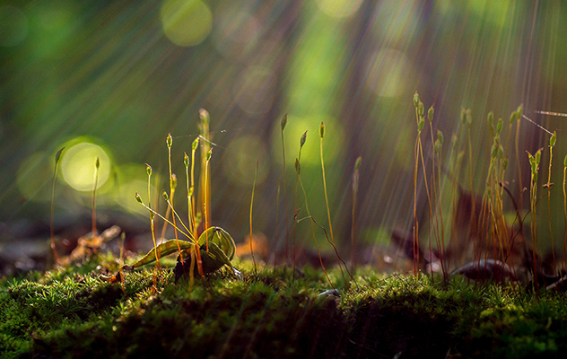 macro image of moss bathed in beams of sunlight by Matthew Cicanese